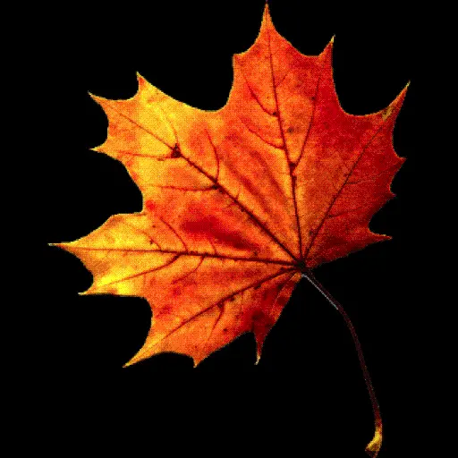 The most mysterious PNG graphic painting of autumn leaves