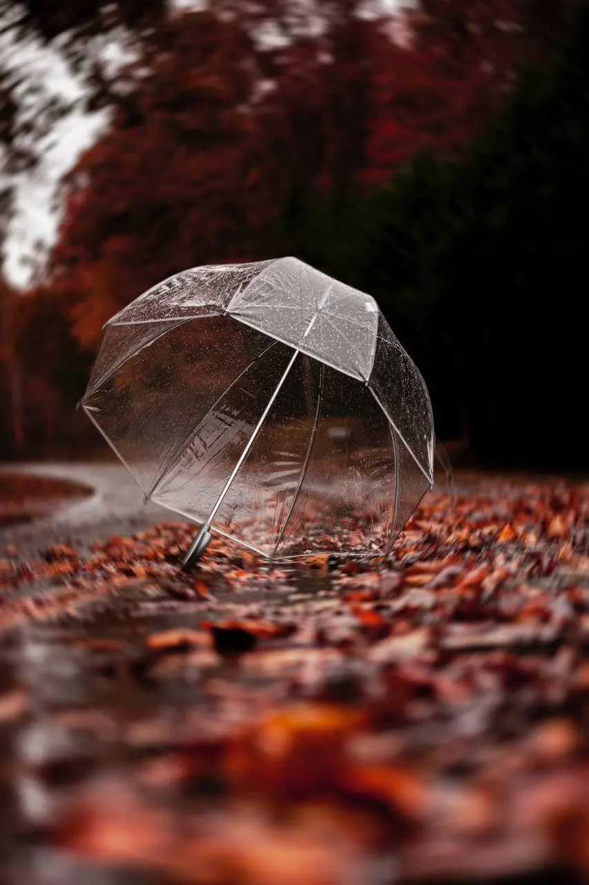 Download a special autumn profile picture of a colorless and transparent umbrella on autumn leaves