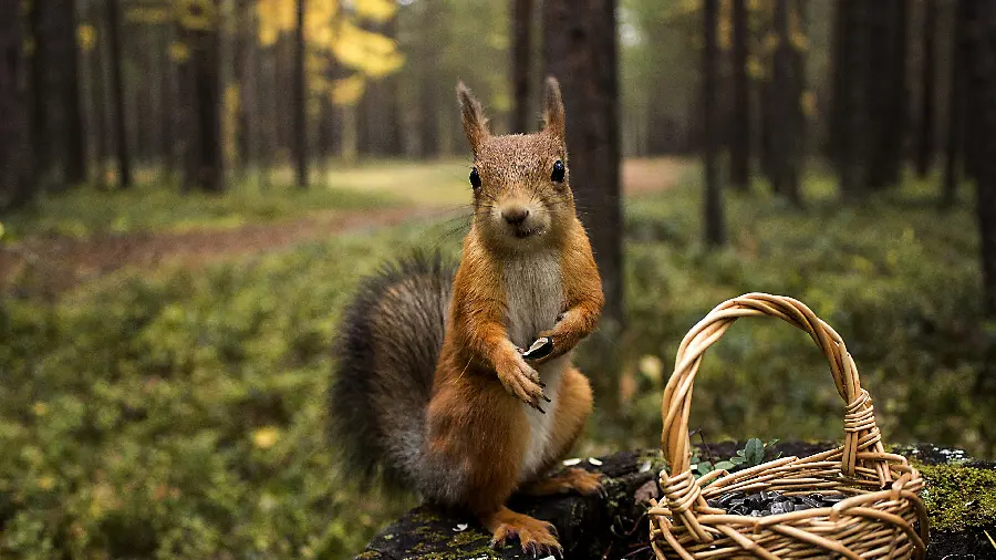 Download red squirrel wallpaper that seems to be pouring fruit into a basket