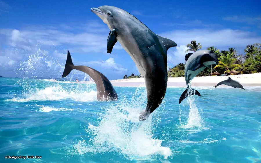 Wallpaper for laptop of dolphins jumping and playing