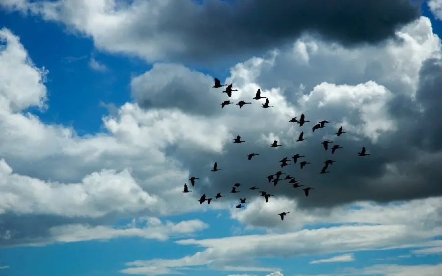 Wallpaper with free and free birds design for monitor background