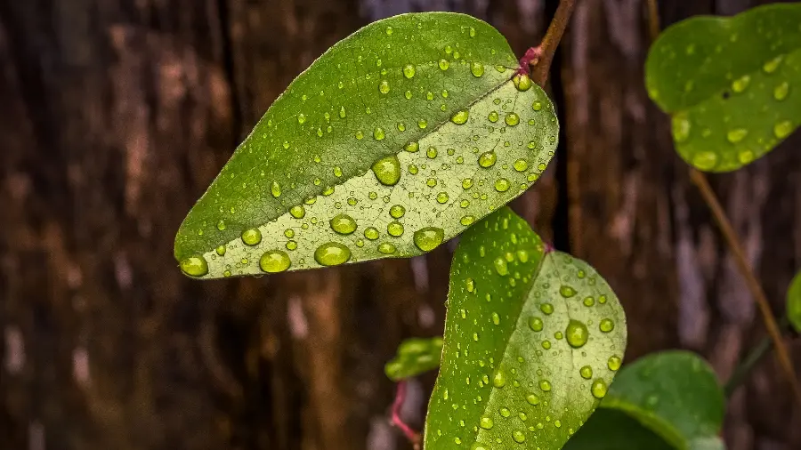 Background image of tree leaves and flowers soaked with water drops