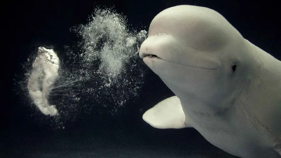 Beautiful photo of a lovely underwater mammal called a beluga whale