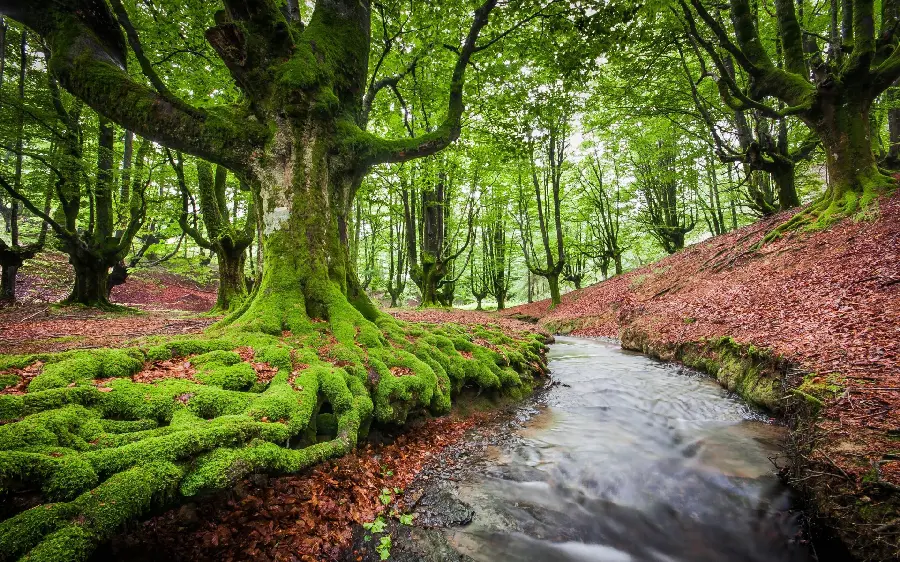 Scenery and nature of a very beautiful and pleasant forest tourism 