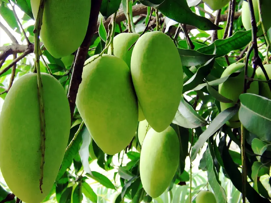 Beautiful and quality photo of unripe mango fruit tree