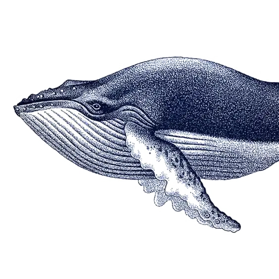 The most special PNG image of a whale without a background