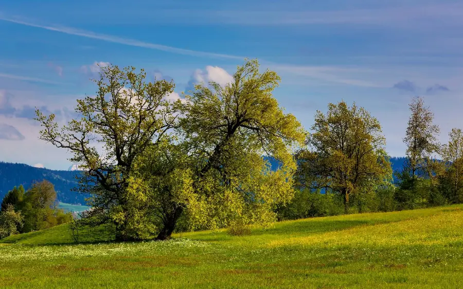 Simple nature landscape wallpaper with green trees andFresh and cheerful 