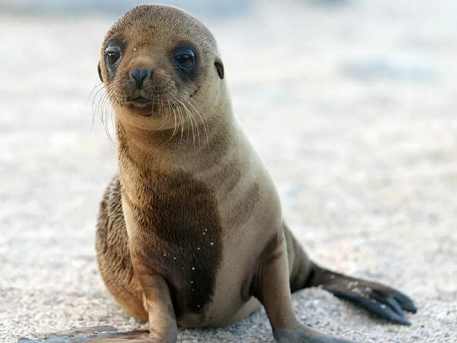Caspian seal stock image for chassis board printing