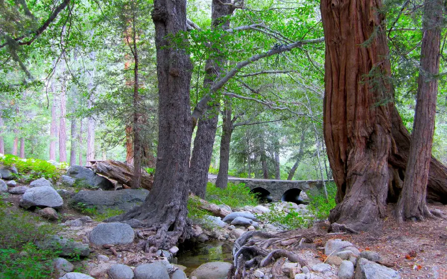 San Bernardino National Forest Wallpaper, a valuable and beautiful natural resource