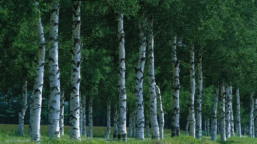 Spectacular tourist nature with full HD quality 