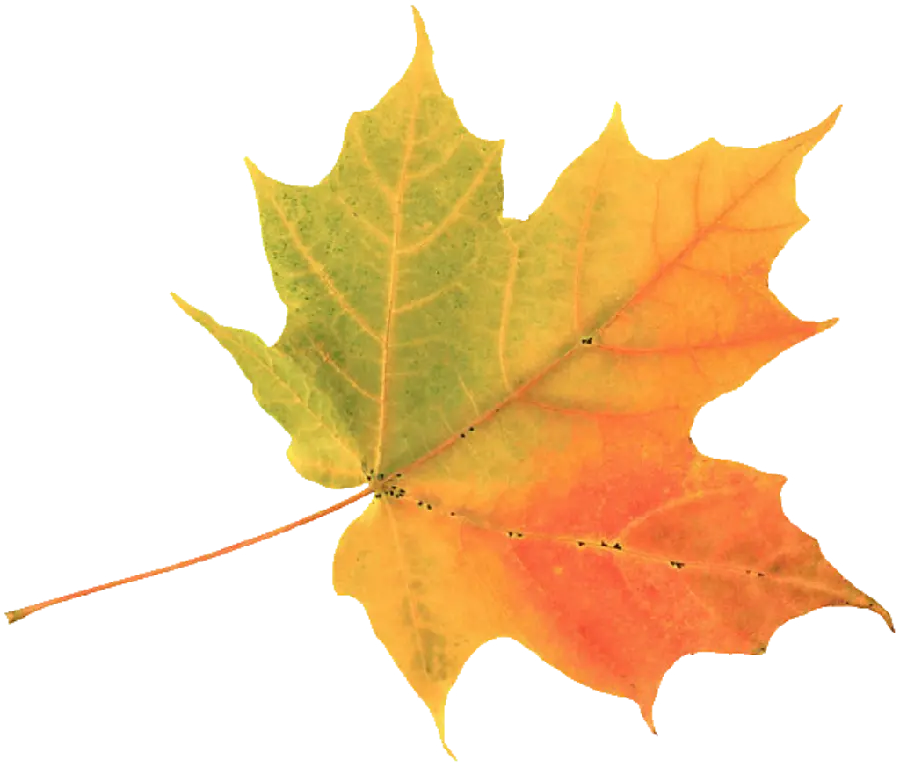 Beautiful and beautiful autumn leaf png image, orange and green