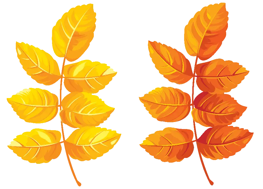 Download free PNG photo of orange and yellow autumn leaves telephoto 
