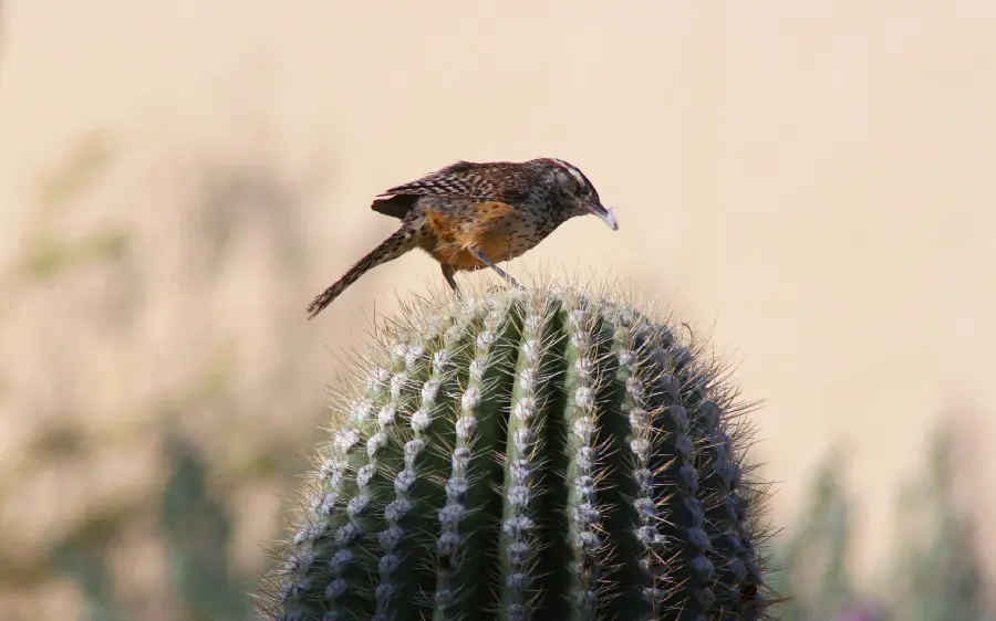 High quality photo of a sparrow on a cactus for background 