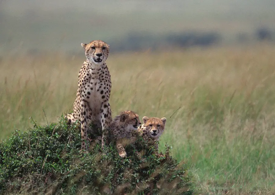 Cute Wallpaper of Cheetah Family for Weaving on a Carpet