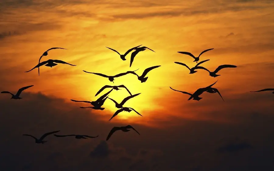 HD quality wallpaper of birds flying 