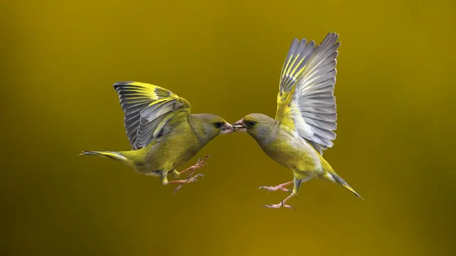 Wallpaper of flying love birds together for desktop background