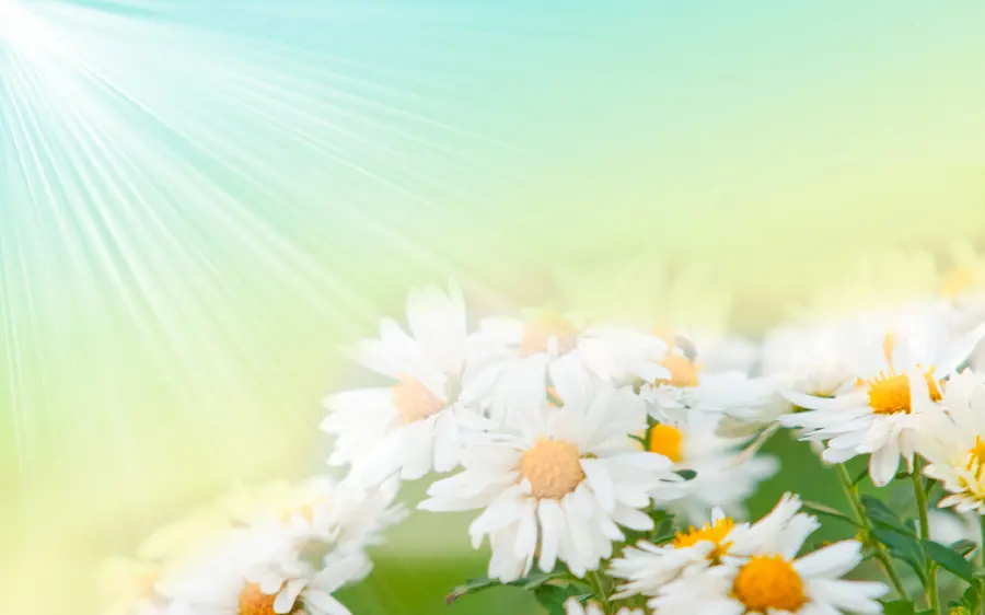Simple wallpaper of chamomile design for the screenOld 