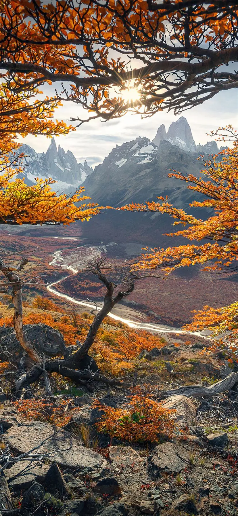 High resolution wallpaper of autumn in the forest for your phone