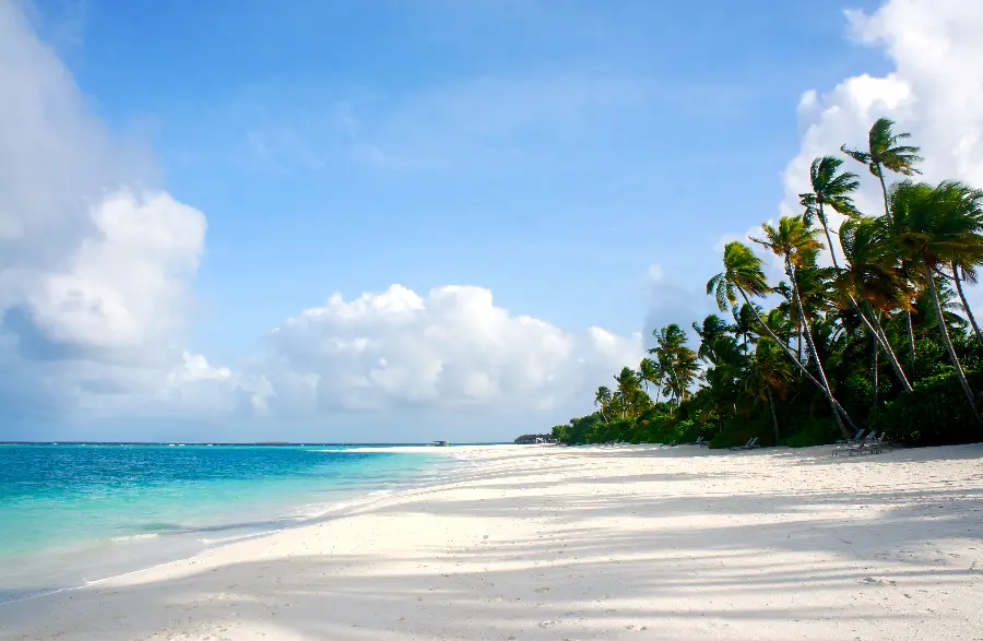 Beach background with soft sand and lush trees and blue sky 