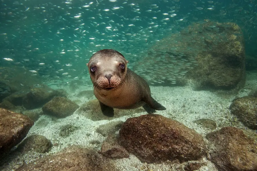 Download high-quality images of Caspian seals from Johreh
