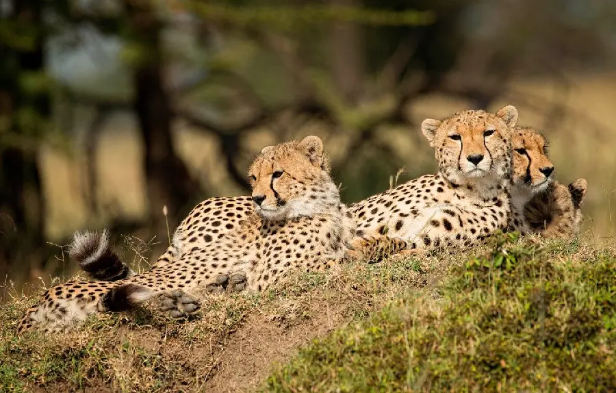 Download Cheetah Family Photo for Wall Poster Printing