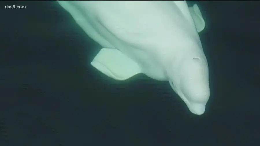 Beautiful photo of a playful and social Beluga whale