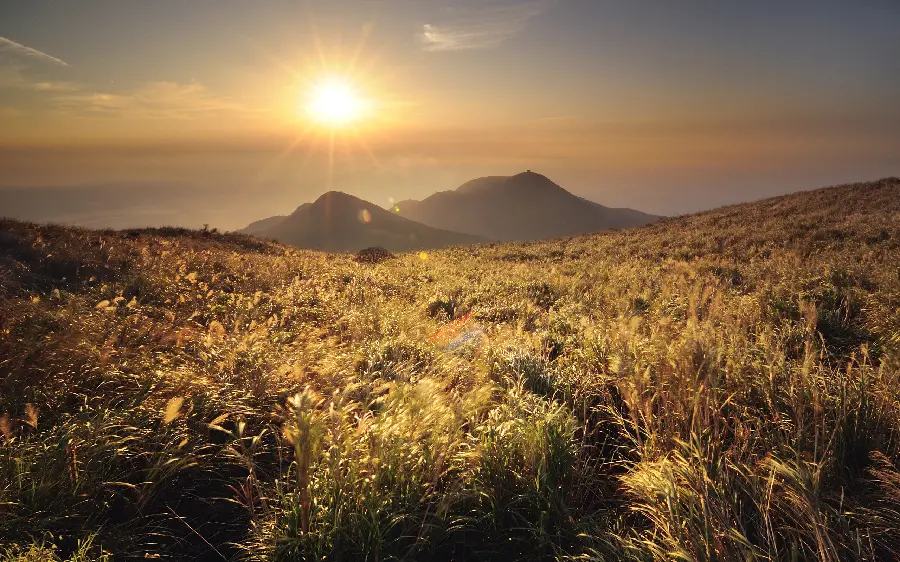 Download a romantic photo of a wheat field with the gentle light of the setting sun 