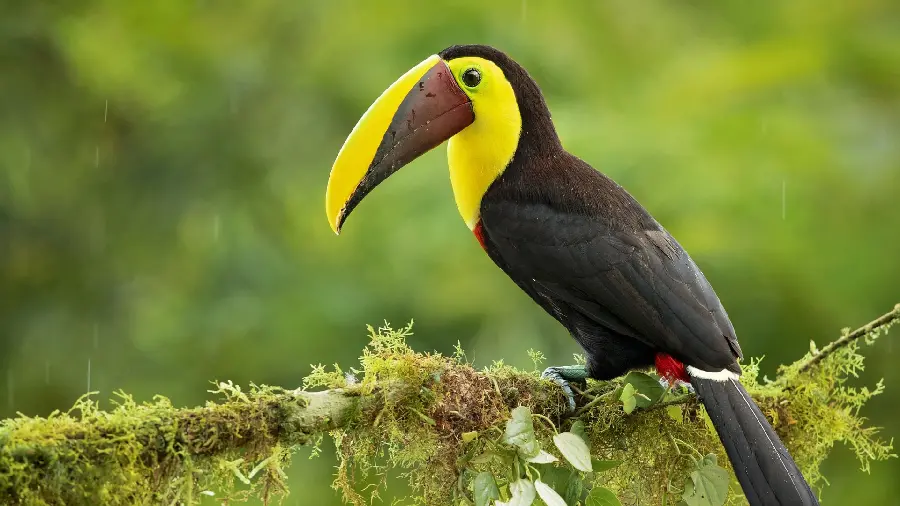 Stunning Bird Image HD in the Wild and Unspoilt Forest