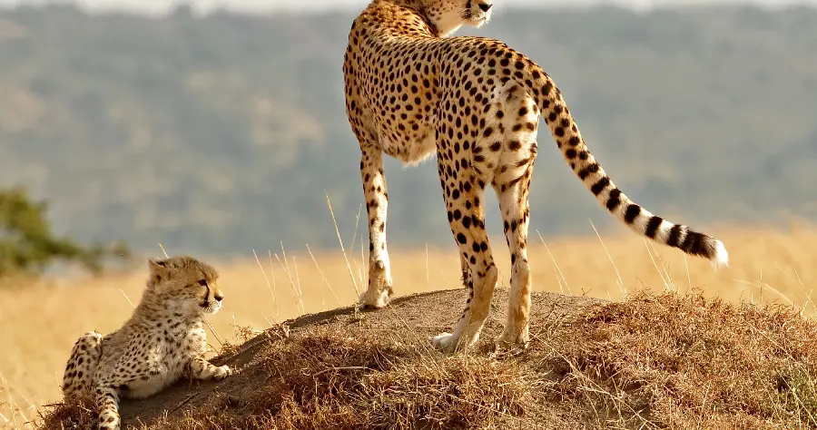Photo with the theme of a cheetah family in pleasant quality