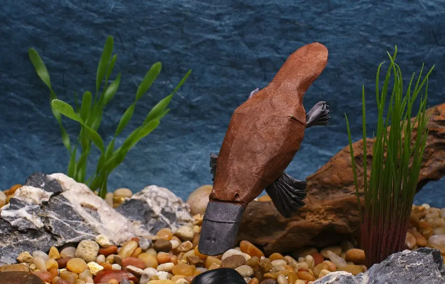Platypus or duckbill pictures, an Australian native animal