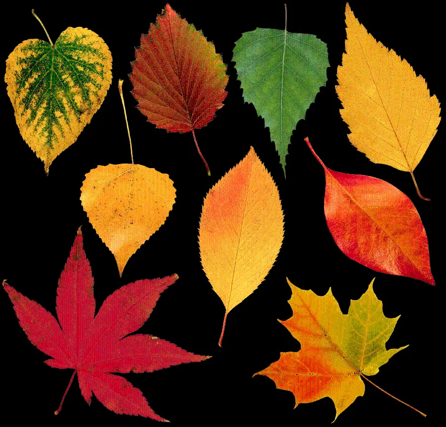 Autumn tree leaves teleported photo in PNG format