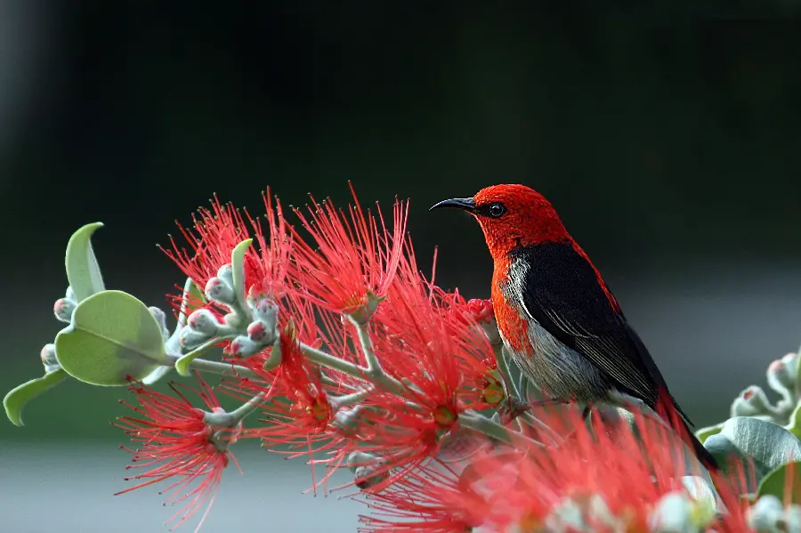 Cool photo with a red bird sitting on a flower branch