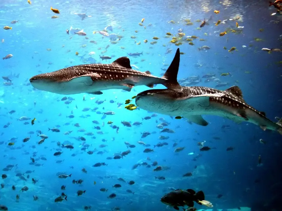 Download real photo of the whale shark or whale shark whale shark 