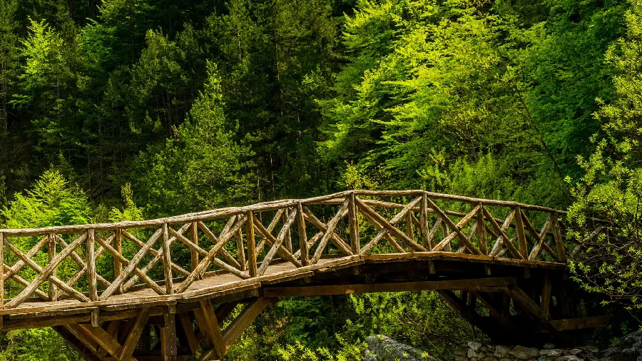 Photo of a wooden bridge among the lush trees of African forests