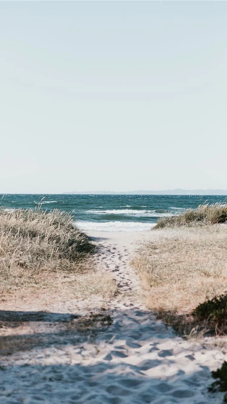 Stylish and high-quality wallpaper Beach grass for Telegram chat page 