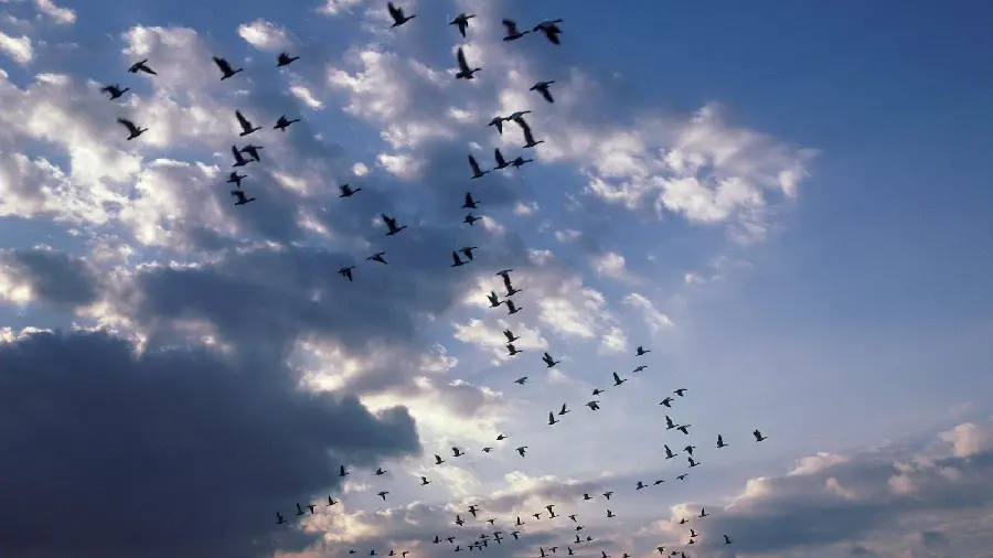 Background of amazing flight of wild birds in a group 