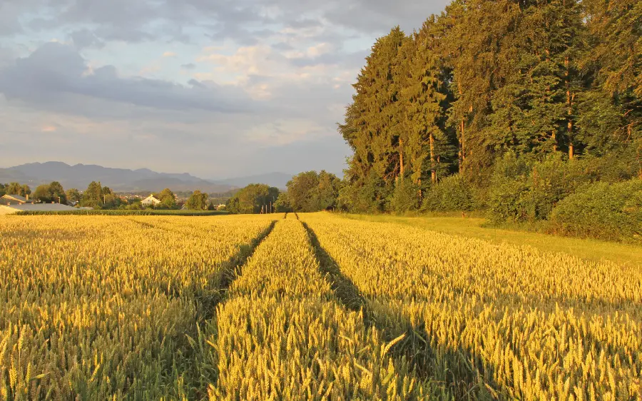 Download photos of landscapes and nature of tourism of wheat fields next to the mountains 