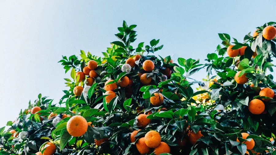 Download quality wallpapers of delicious fruit trees