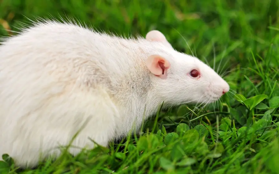 The most beautiful fluffy white mouse in nature walking in the grass and greenery 