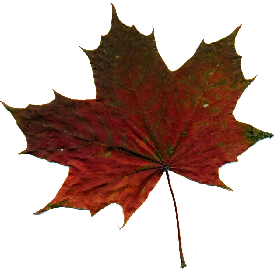 Download free PNG photo of stylish and special autumn leaf design
