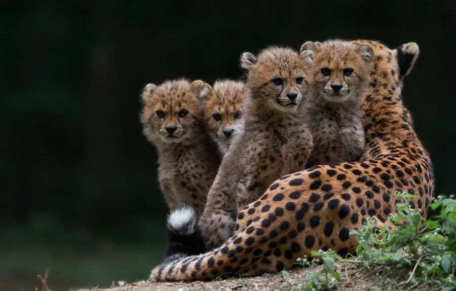 Amazing wallpaper of a family of cheetahs, the fastest runners in the world