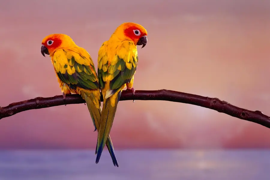 The most beautiful background of a pair of sun parrots in love