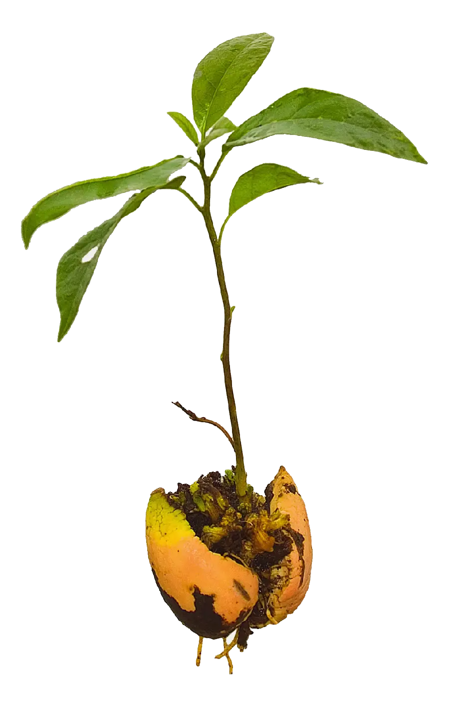 Download a free and high-quality photo of an avocado planted in the soil