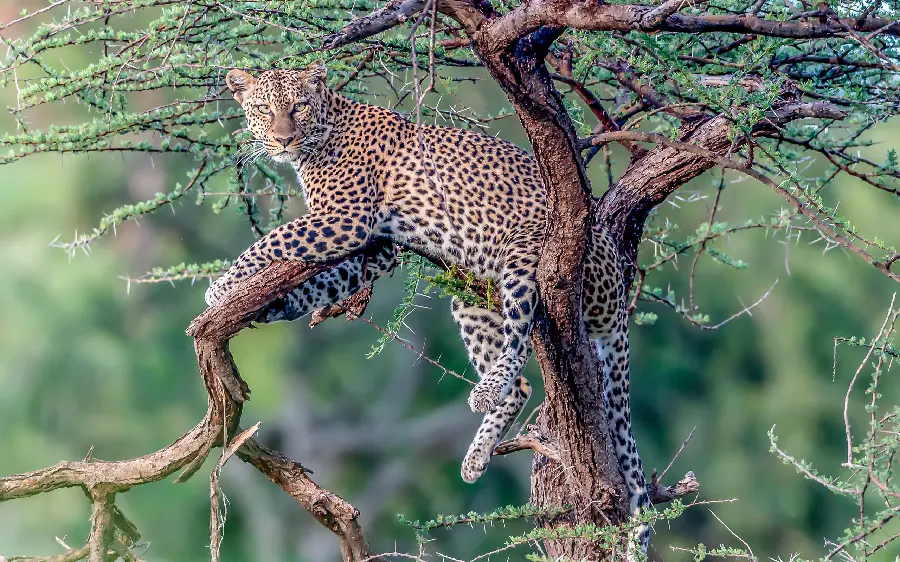 Clear and High Quality Leopard Stock Image on Tree for Poster Printing 
