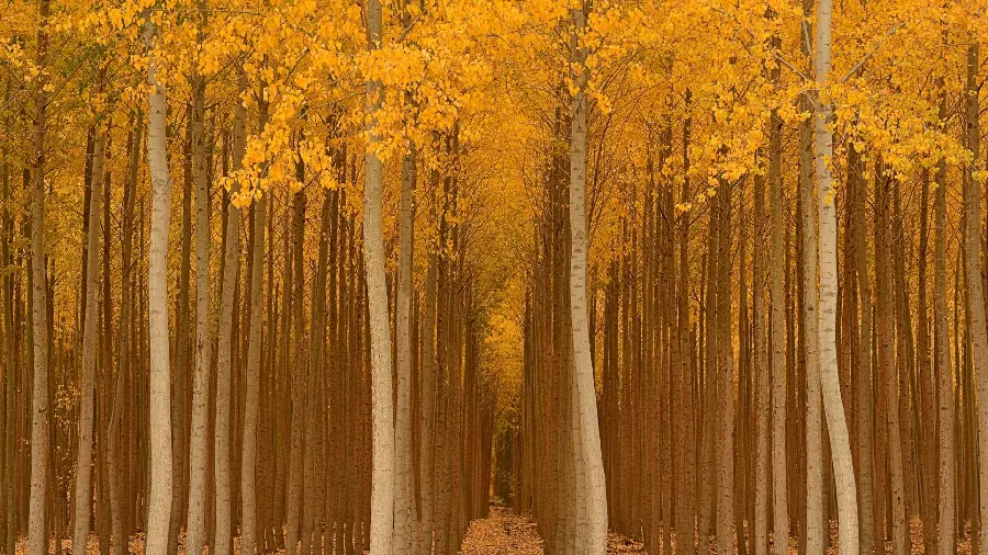 Download the highest quality autumn tree wallpaper