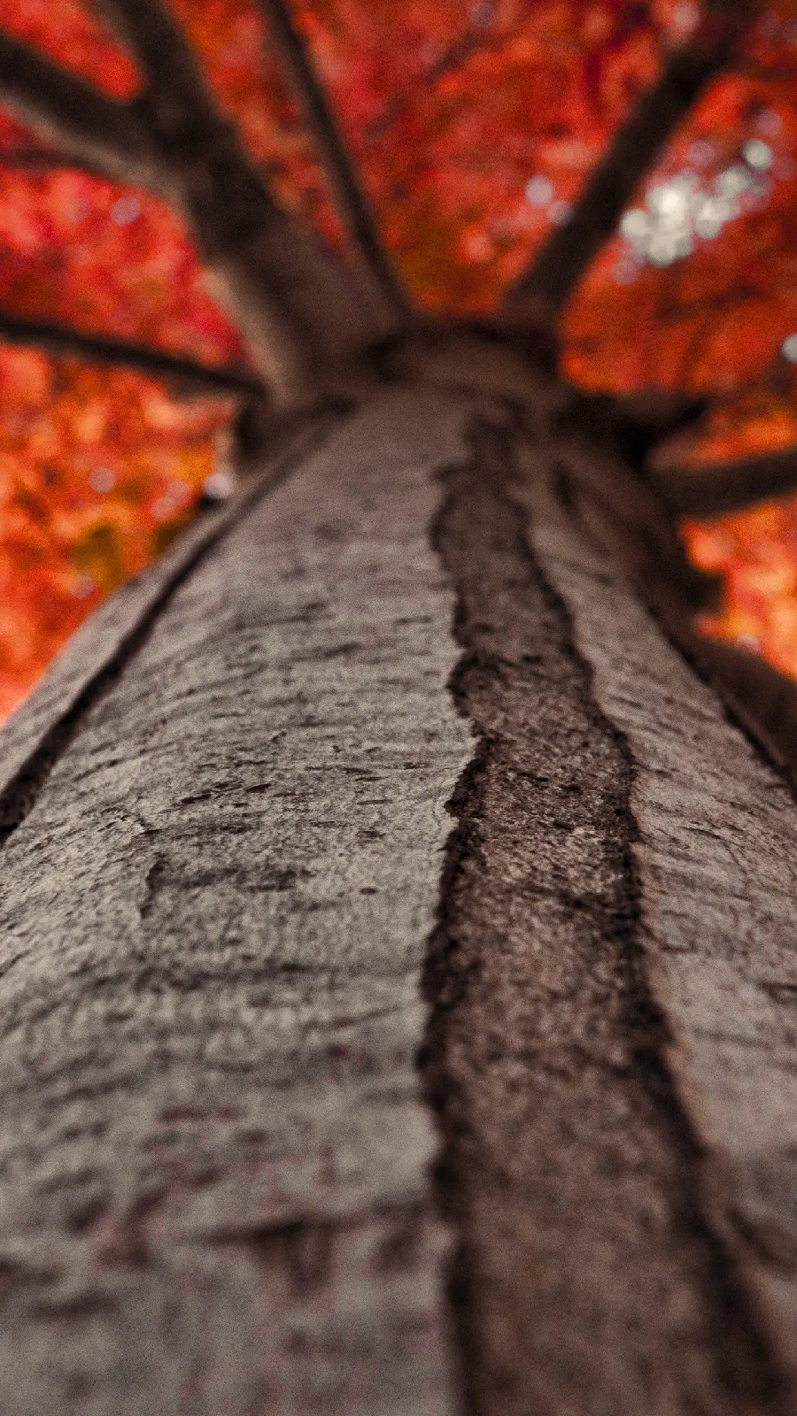 High resolution wallpaper of a tree trunk with orange autumn leaves for your phone