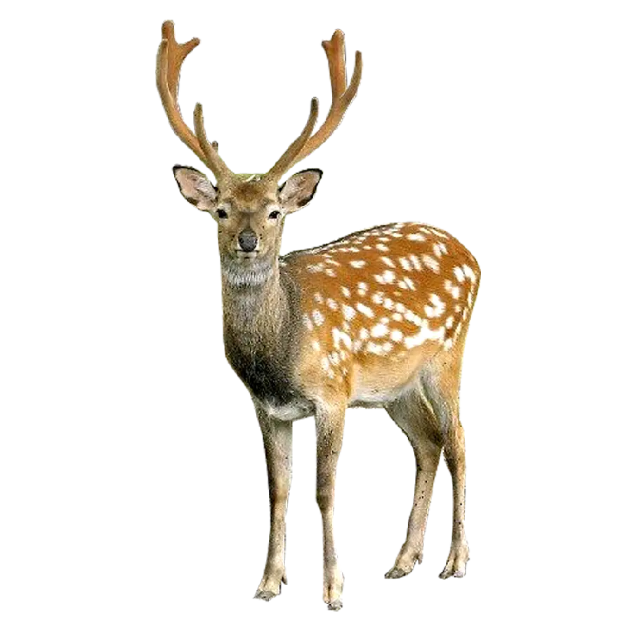 The coolest PNG photo of a real and wild deer cut out and without a background