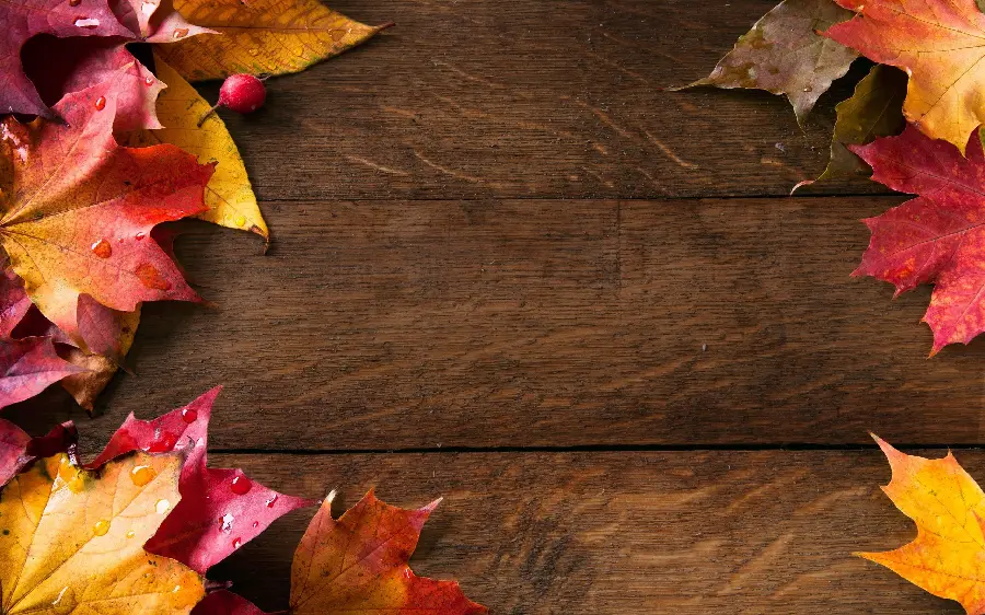 WhatsApp profile photo and virtual pages of dead leaves of a pink maple on a wooden bridge