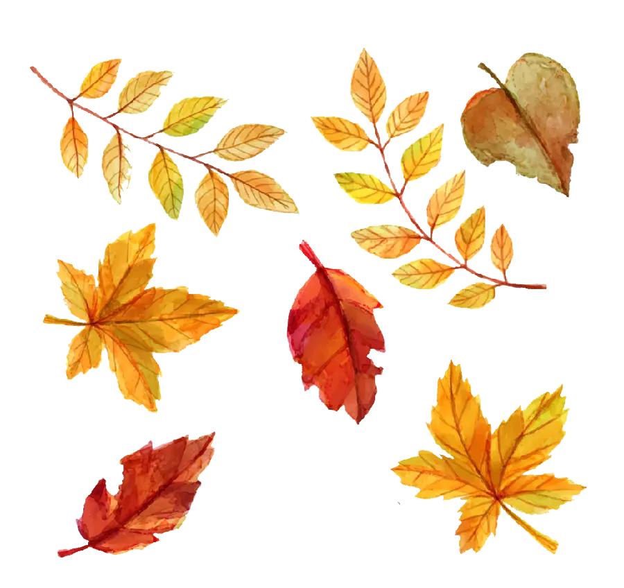The most viewed free and high-quality PNG image of beautiful autumn leaves design 