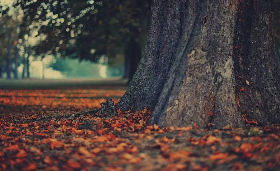 Background image of a tree trunk in an autumn field for printing a picture